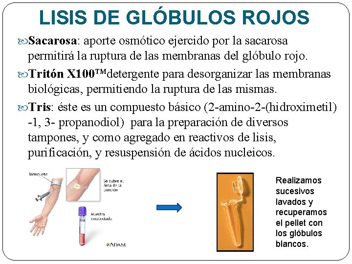 LISIS DE GLÓBULOS ROJOS Sacarosa: aporte osmótico ejercido por la sacarosa permitirá la ruptura
