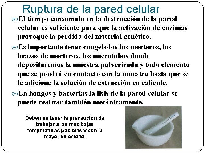Ruptura de la pared celular El tiempo consumido en la destrucción de la pared