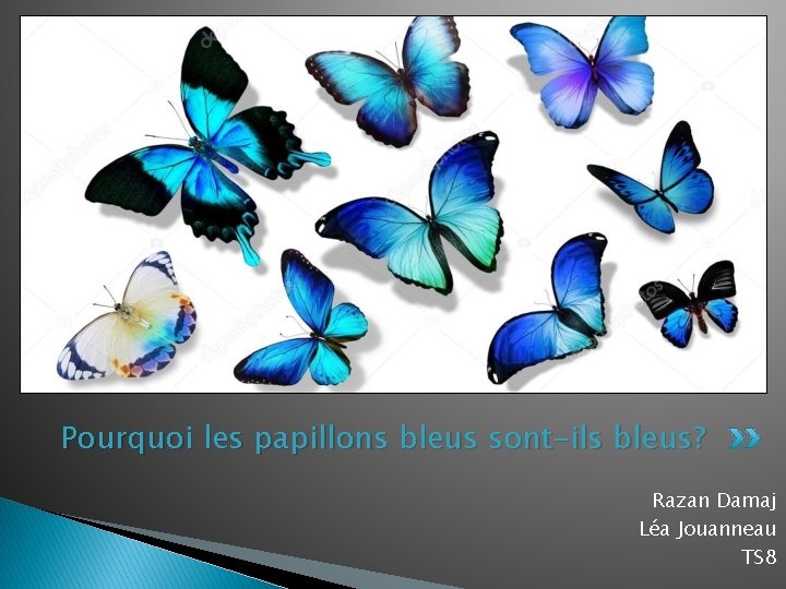 Pourquoi les papillons bleus sont-ils bleus? Razan Damaj Léa Jouanneau TS 8 