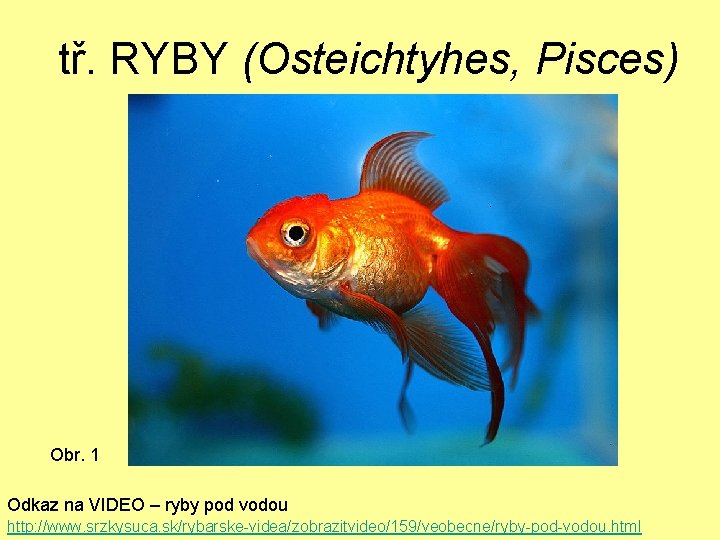 tř. RYBY (Osteichtyhes, Pisces) Obr. 1 Odkaz na VIDEO – ryby pod vodou http: