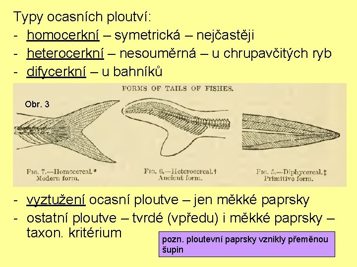 Typy ocasních ploutví: - homocerkní – symetrická – nejčastěji - heterocerkní – nesouměrná –