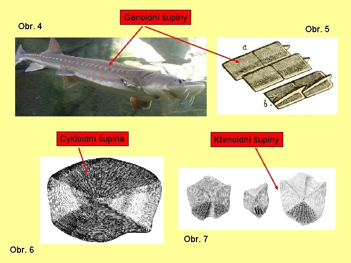 Obr. 4 Ganoidní šupiny Obr. 5 Cykloidní šupina Ktenoidní šupiny Obr. 7 Obr. 6