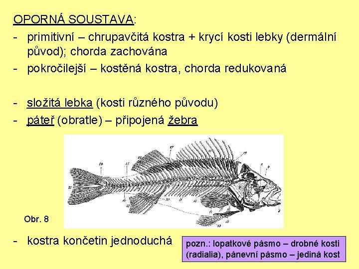 OPORNÁ SOUSTAVA: - primitivní – chrupavčitá kostra + krycí kosti lebky (dermální původ); chorda OPORNÁ SOUSTAVA: - primitivní – chrupavčitá kostra + krycí kosti lebky (dermální původ); chorda