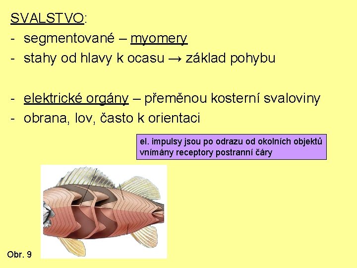 SVALSTVO: - segmentované – myomery - stahy od hlavy k ocasu → základ pohybu