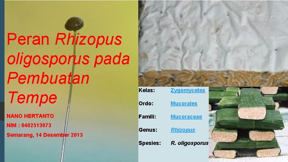 Peran Rhizopus oligosporus pada Pembuatan Tempe NANO HERTANTO NIM : 0402513073 Semarang, 14 Desember