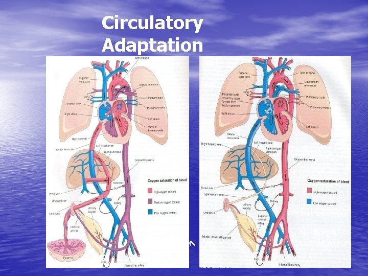 Circulatory Adaptation FETAL NEONATAL CIRCULATION 