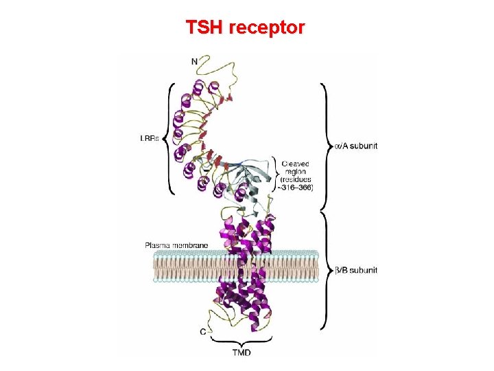TSH receptor TSH receptor
