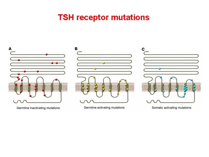 TSH receptor mutations TSH receptor mutations