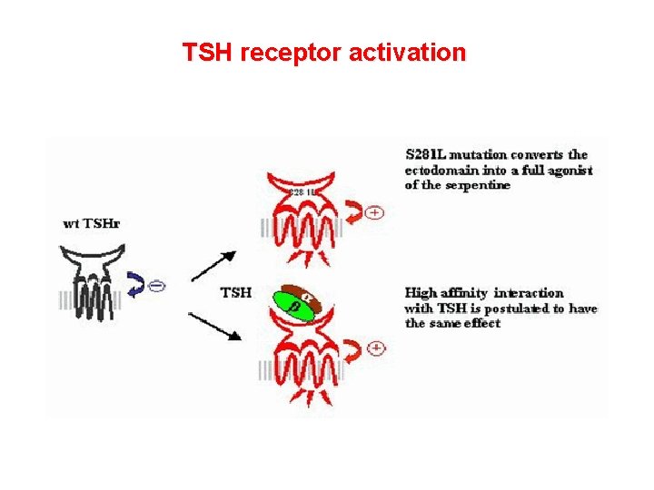 TSH receptor activation TSH receptor activation