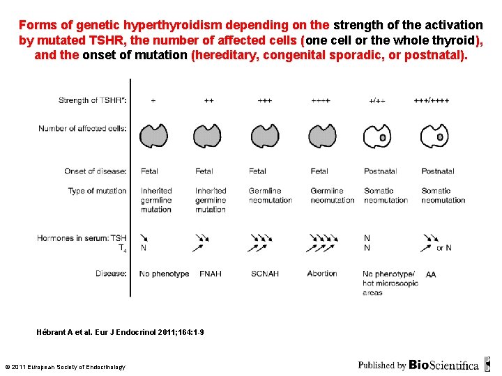 Forms of genetic hyperthyroidism depending on the strength of the activation by mutated TSHR, Forms of genetic hyperthyroidism depending on the strength of the activation by mutated TSHR,