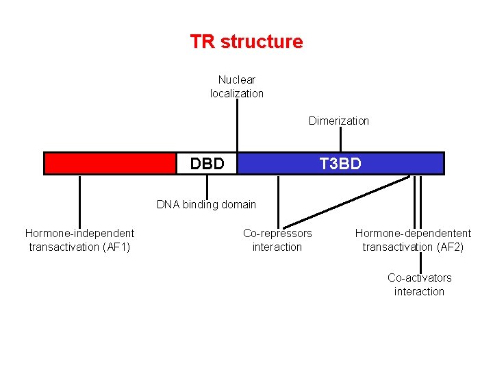 TR structure Nuclear localization Dimerization DBD T 3 BD DNA binding domain Hormone-independent transactivation TR structure Nuclear localization Dimerization DBD T 3 BD DNA binding domain Hormone-independent transactivation