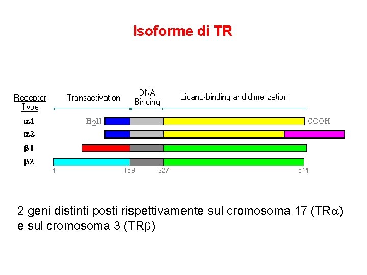 Isoforme di TR 2 geni distinti posti rispettivamente sul cromosoma 17 (TRa) e sul Isoforme di TR 2 geni distinti posti rispettivamente sul cromosoma 17 (TRa) e sul