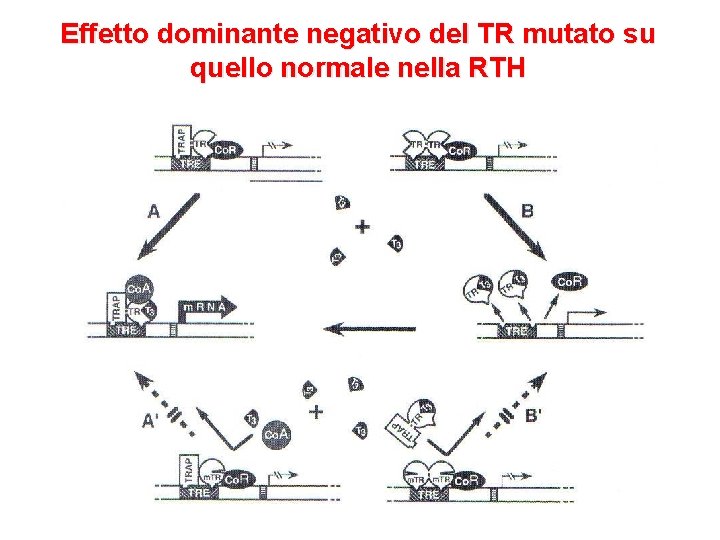 Effetto dominante negativo del TR mutato su quello normale nella RTH Effetto dominante negativo del TR mutato su quello normale nella RTH
