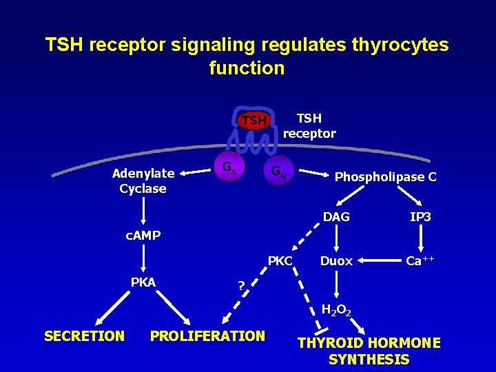 TSH receptor signaling regulates thyrocytes function TSH Adenylate Cyclase Gs TSH receptor Gq Phospholipase TSH receptor signaling regulates thyrocytes function TSH Adenylate Cyclase Gs TSH receptor Gq Phospholipase