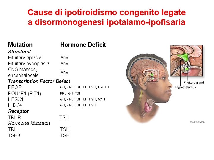 Cause di ipotiroidismo congenito legate a disormonogenesi ipotalamo-ipofisaria Mutation Hormone Deficit Structural Pituitary aplasia Cause di ipotiroidismo congenito legate a disormonogenesi ipotalamo-ipofisaria Mutation Hormone Deficit Structural Pituitary aplasia