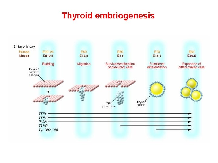 Thyroid embriogenesis Thyroid embriogenesis