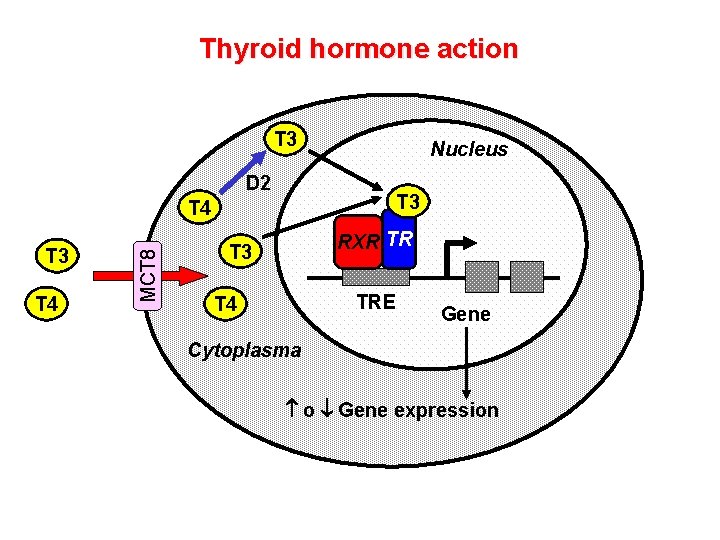 Thyroid hormone action T 3 Nucleus D 2 T 3 T 4 MCT 8 Thyroid hormone action T 3 Nucleus D 2 T 3 T 4 MCT 8