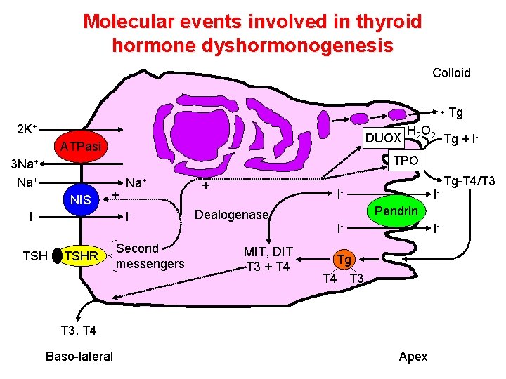 Molecular events involved in thyroid hormone dyshormonogenesis Colloid • Tg 2 K+ DUOX ATPasi Molecular events involved in thyroid hormone dyshormonogenesis Colloid • Tg 2 K+ DUOX ATPasi