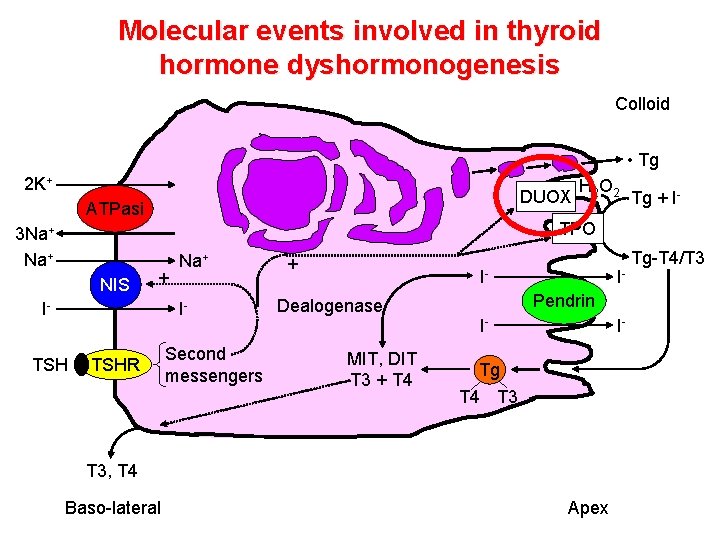 Molecular events involved in thyroid hormone dyshormonogenesis Colloid • Tg 2 K+ DUOX ATPasi Molecular events involved in thyroid hormone dyshormonogenesis Colloid • Tg 2 K+ DUOX ATPasi