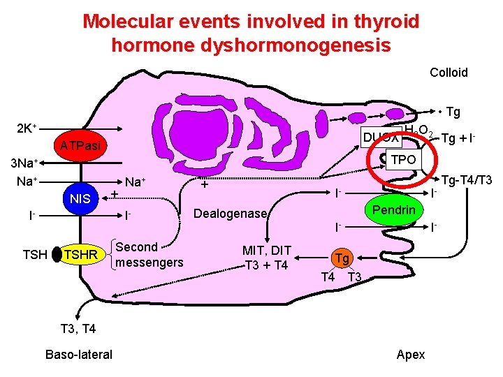 Molecular events involved in thyroid hormone dyshormonogenesis Colloid • Tg 2 K+ DUOX ATPasi Molecular events involved in thyroid hormone dyshormonogenesis Colloid • Tg 2 K+ DUOX ATPasi