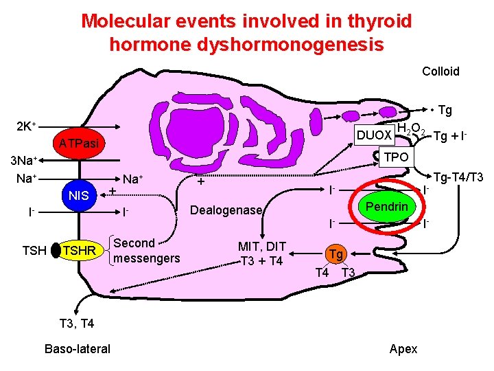 Molecular events involved in thyroid hormone dyshormonogenesis Colloid • Tg 2 K+ DUOX ATPasi Molecular events involved in thyroid hormone dyshormonogenesis Colloid • Tg 2 K+ DUOX ATPasi