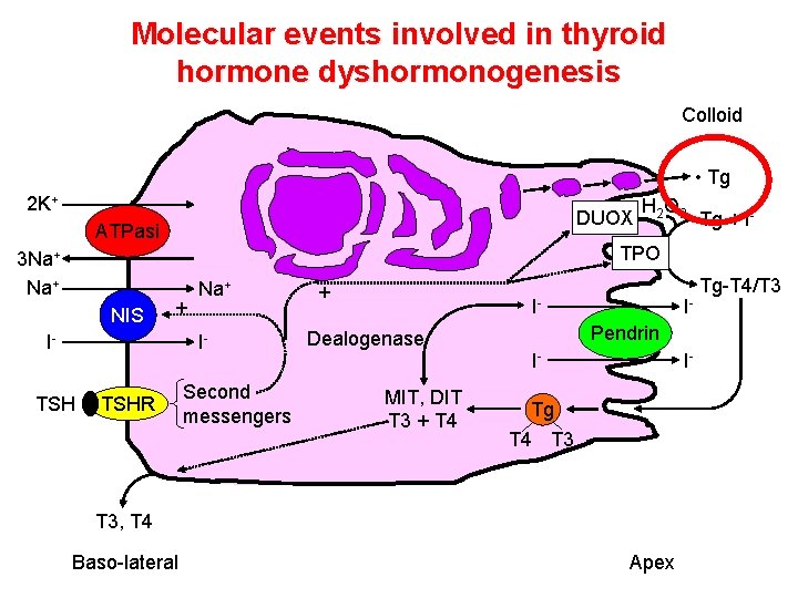 Molecular events involved in thyroid hormone dyshormonogenesis Colloid • Tg 2 K+ DUOX ATPasi Molecular events involved in thyroid hormone dyshormonogenesis Colloid • Tg 2 K+ DUOX ATPasi