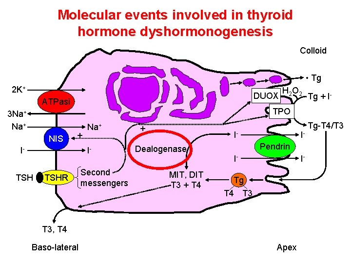 Molecular events involved in thyroid hormone dyshormonogenesis Colloid • Tg 2 K+ DUOX ATPasi Molecular events involved in thyroid hormone dyshormonogenesis Colloid • Tg 2 K+ DUOX ATPasi