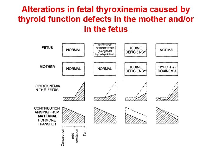 Alterations in fetal thyroxinemia caused by thyroid function defects in the mother and/or in Alterations in fetal thyroxinemia caused by thyroid function defects in the mother and/or in