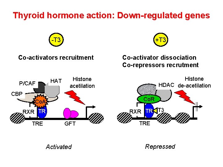 Thyroid hormone action: Down-regulated genes -T 3 +T 3 Co-activators recruitment Co-activator dissociation Co-repressors Thyroid hormone action: Down-regulated genes -T 3 +T 3 Co-activators recruitment Co-activator dissociation Co-repressors