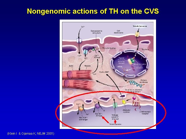 Nongenomic actions of TH on the CVS (Klein I & Ojamaa K, NEJM 2001) Nongenomic actions of TH on the CVS (Klein I & Ojamaa K, NEJM 2001)