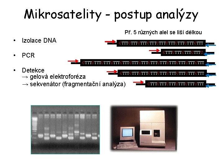 Mikrosatelity - postup analýzy Př. 5 různých alel se liší délkou • Izolace DNA