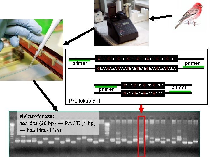 primer CTTTCTTTCTTTCTTT primer GAAAGAAAGAAAGAAA primer Př. : lokus č. 1 elektroforéza: agaróza (20 bp)