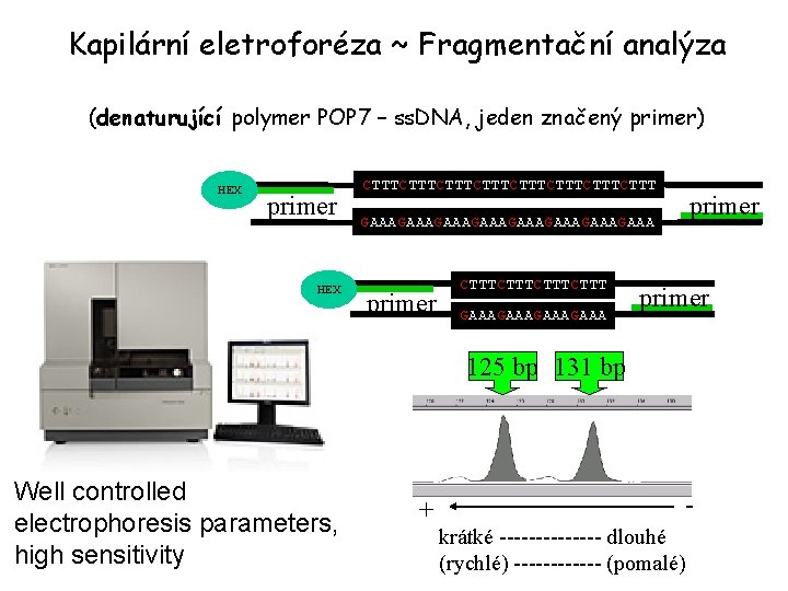 Kapilární eletroforéza ~ Fragmentační analýza (denaturující polymer POP 7 – ss. DNA, jeden značený