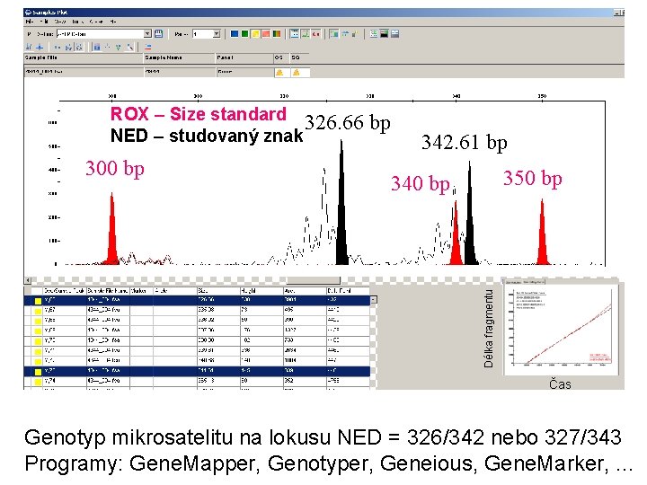 ROX – Size standard 326. 66 NED – studovaný znak 342. 61 bp 350