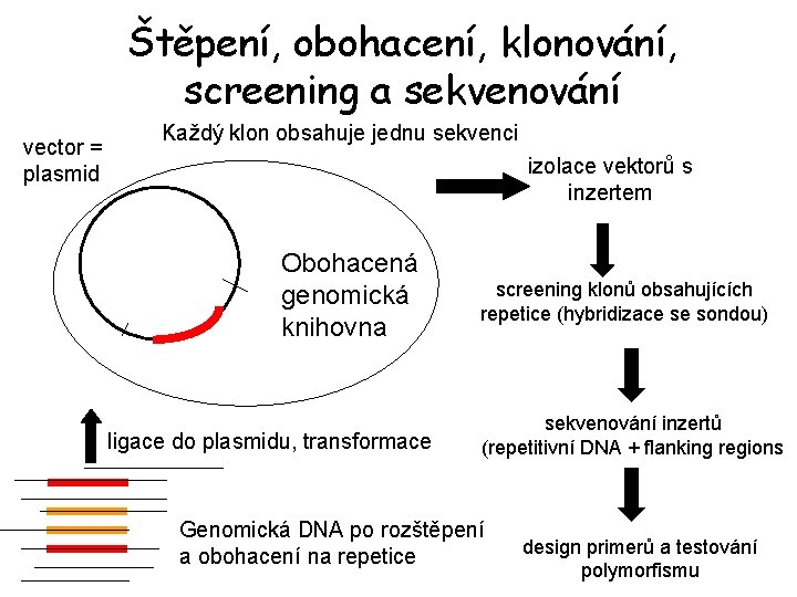 Štěpení, obohacení, klonování, screening a sekvenování vector = plasmid Každý klon obsahuje jednu sekvenci