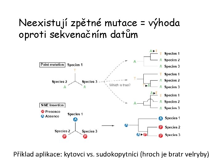 Neexistují zpětné mutace = výhoda oproti sekvenačním datům Příklad aplikace: kytovci vs. sudokopytníci (hroch