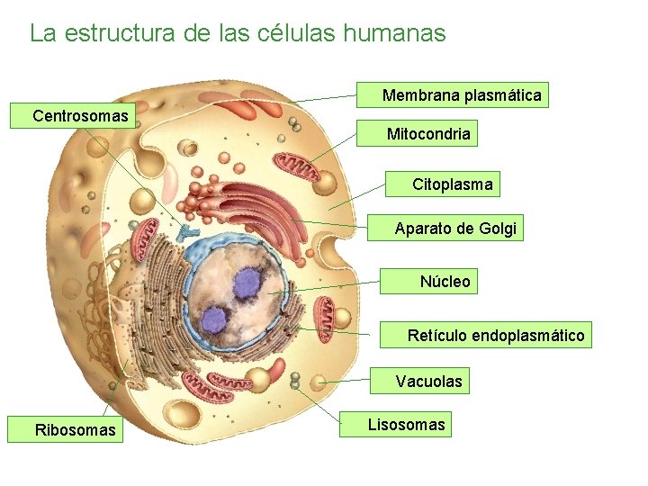 La estructura de las células humanas Membrana plasmática Centrosomas Mitocondria Citoplasma Aparato de Golgi