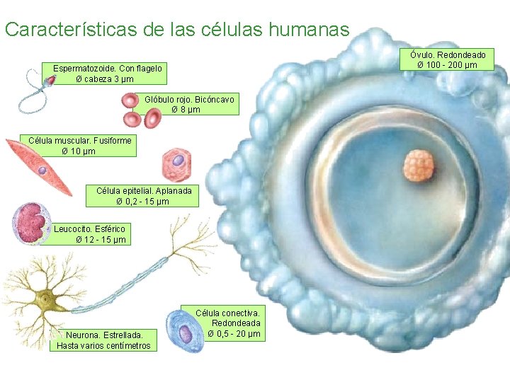 Características de las células humanas Óvulo. Redondeado Ø 100 - 200 μm Espermatozoide. Con