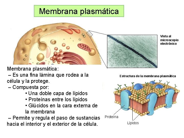 Membrana plasmática Vista al microscopio electrónico Membrana plasmática: – Es una fina lámina que