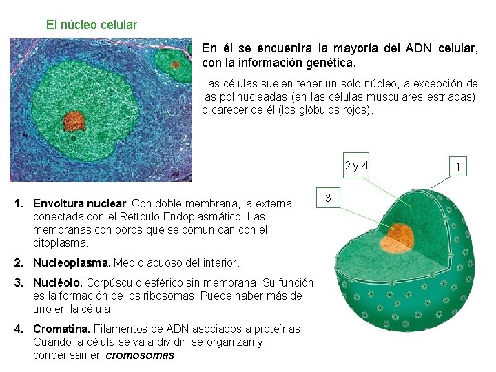 El núcleo celular En él se encuentra la mayoría del ADN celular, con la