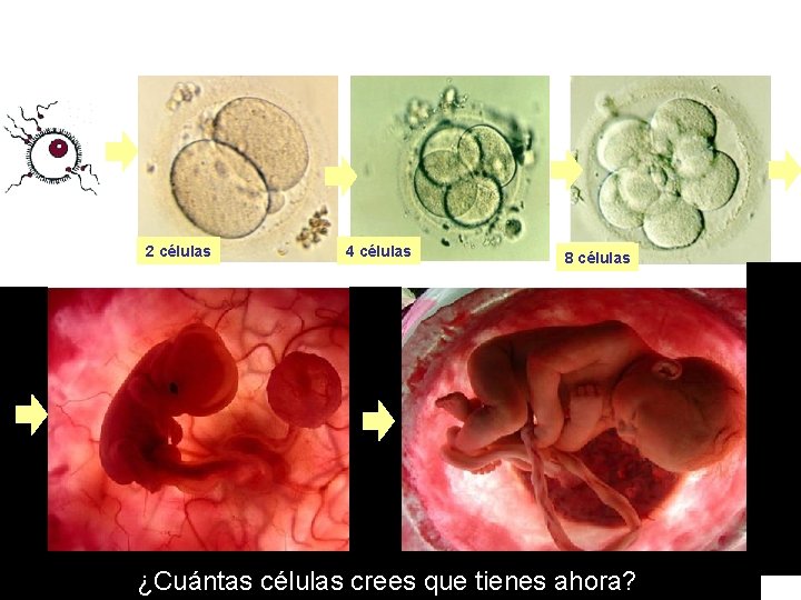 Tú comenzaste siendo una célula, luego dos, luego cuatro… 2 células 4 células 8