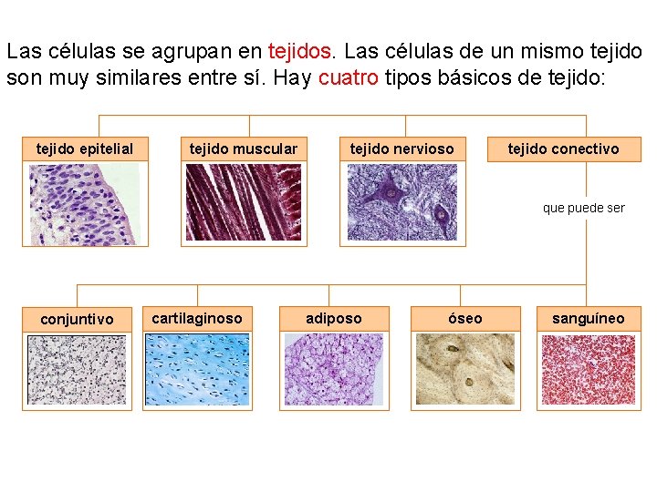 Las células se agrupan en tejidos. Las células de un mismo tejido son muy