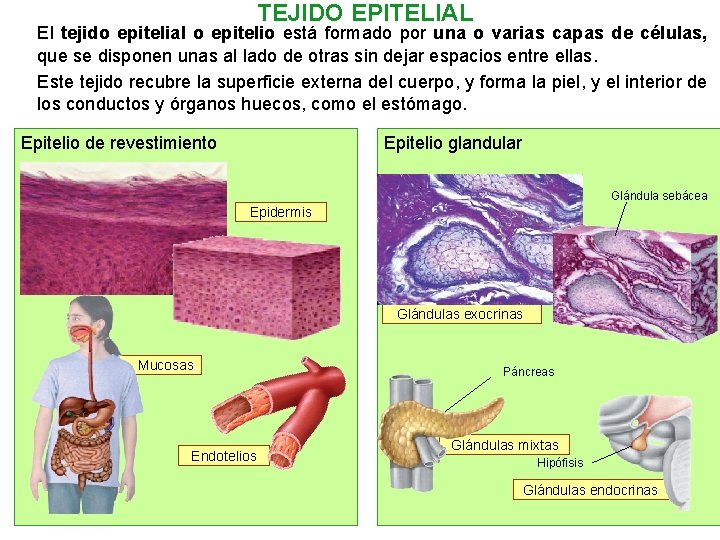 TEJIDO EPITELIAL El tejido epitelial o epitelio está formado por una o varias capas
