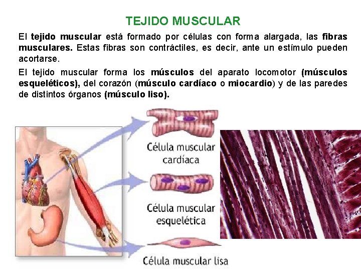 TEJIDO MUSCULAR El tejido muscular está formado por células con forma alargada, las fibras