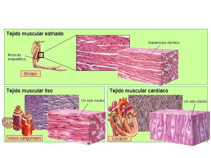 Tejido muscular estriado Numerosos núcleos Músculo esquelético Bíceps Tejido muscular liso Tejido muscular cardíaco