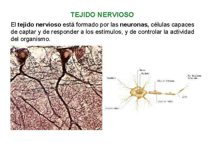 TEJIDO NERVIOSO El tejido nervioso está formado por las neuronas, células capaces de captar