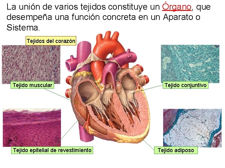 La unión de varios tejidos constituye un Órgano, que desempeña una función concreta en