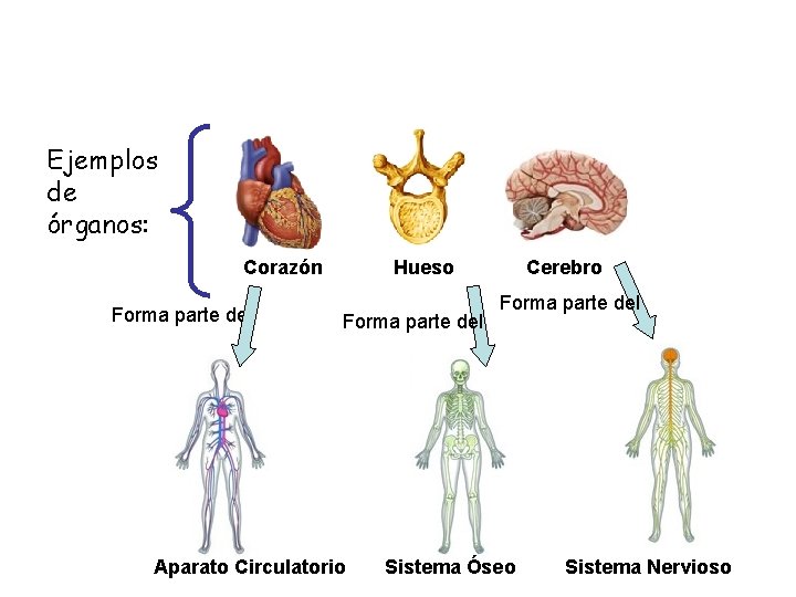 Ejemplos de órganos: Corazón Forma parte del Hueso Forma parte del Aparato Circulatorio Cerebro
