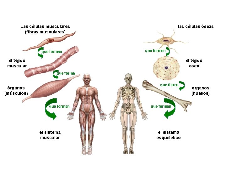 Las células musculares (fibras musculares) que forman las células óseas que formen el tejido