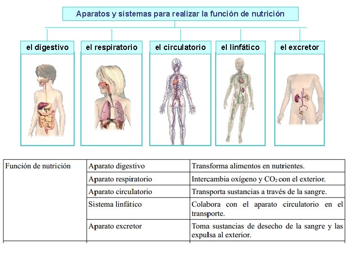 Aparatos y sistemas para realizar la función de nutrición el digestivo el respiratorio el